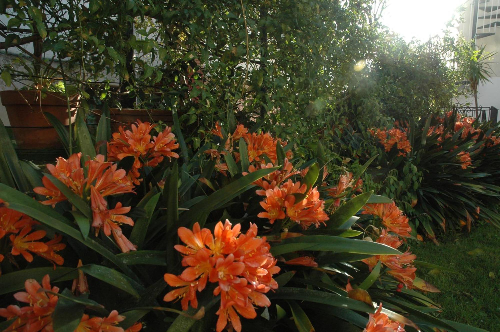 Апартаменти Il Giardino Dei Gigli Мета Екстер'єр фото