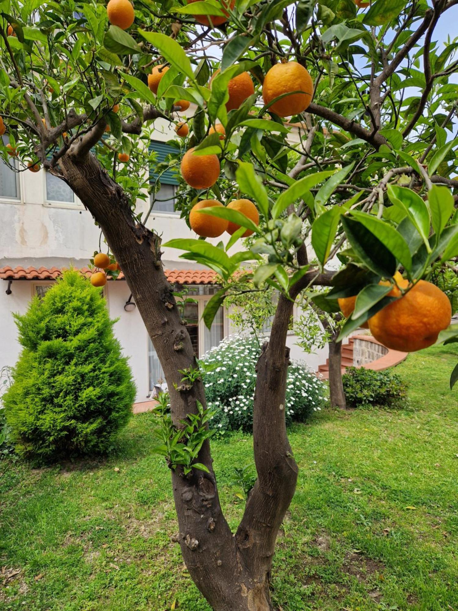 Апартаменти Il Giardino Dei Gigli Мета Екстер'єр фото